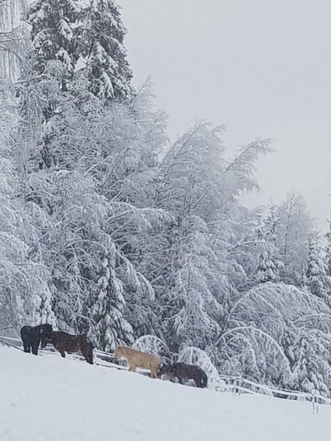 Lille Randklev Gaestehus رينغيبو المظهر الخارجي الصورة